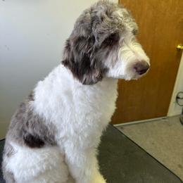 Oahu - Merle female Goldendoodle puppy in Horseshoe Bend, Idaho from Over the Moon Poodles and Doodles