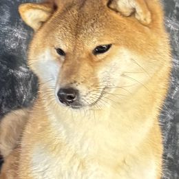 Nova - Shiba Inu