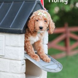 Honey - Apricot female Poodle puppy in Williamsburg, Ohio from Iaroli’s  Small Standard Poodles