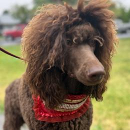 Poodles from NCR Ranch