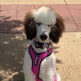 Joy - Sable female Poodle puppy in Denton, Maryland from Cajun Girl Kennels
