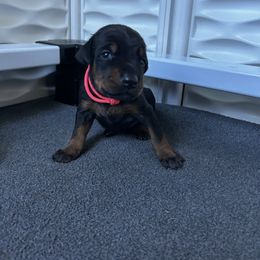 Pink - Black and rust female Doberman Pinscher puppy in Lynn, Michigan from Creekside Dobermans