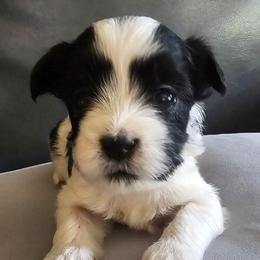 Girl 1 - Black & white female Maltipoo puppy in Nampa, Idaho from Dawn's Maltipoos