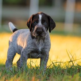 German Wirehaired Pointer Puppies from Reece GWP