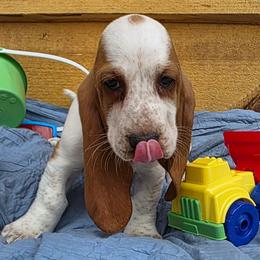 Ms. Truman - Lemon and white female Basset Hound puppy in Big Rapids, Michigan from Basket Hound Bassets