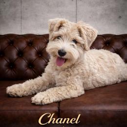 Chanel - Miniature Schnauzer