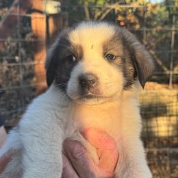 Peanut - White and brown female Newfoundland puppy in Yreka, California from Lisa Kennedy
