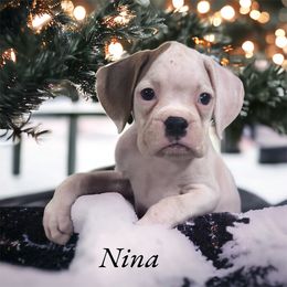 Boxer Puppies from Kristi Kenny