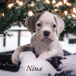 Boxer Puppies from Kristi Kenny