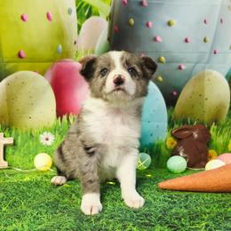 Demelza - White and blue merle female Border Collie puppy in Avilla, Indiana from Borderline Kennels