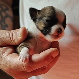 Petey - Chocolate sabled fawn Chihuahua puppy in Gray, Louisiana from Chi Chi's Place LLC