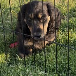 AKC - Black n Cream - Black and cream female Dachshund puppy in Lubbock, Texas from It’s a Hot Mess