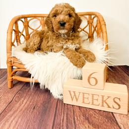 Dallas - Red  male Goldendoodle puppy in from Pink Poodles and Doodles