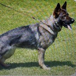 Candy - German Shepherd