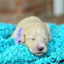 Australian Labradoodle, Bernedoodle, and Goldendoodle Puppies from Golden Fields Doodles