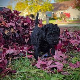 Neptune - Black female Labradoodle puppy in Genoa City, Wisconsin from Sakura Pups