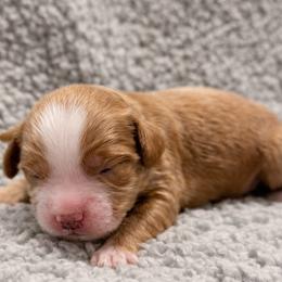 Honeysuckle (Pink) - Red  female Goldendoodle puppy in Twin Falls, Idaho from Magic Valley Family Doodles
