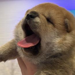 Milan - Red male Shiba Inu puppy in Zionsville, Indiana from Hana Shibas