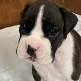 Boxer Puppies from Fineview Boxers