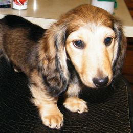 Dachshund Puppies from Dandydox Dachshunds