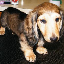 Dachshund Puppies from Dandydox Dachshunds