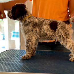 Lagotto Romagnolo Puppies from Crescendo Lagotto Romagnolos