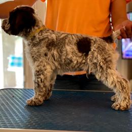 Lagotto Romagnolo Puppies from Crescendo Lagotto Romagnolos