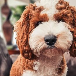 Charlie - Goldendoodle
