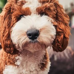 Charlie - Goldendoodle