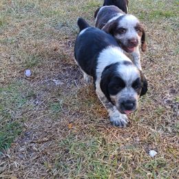 English Springer Spaniel Puppies from Savannah River Springers