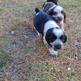 English Springer Spaniel Puppies from Savannah River Springers