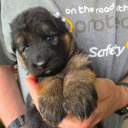 Serenade - Black and red female German Shepherd puppy in Columbus, Indiana from Stony Lonesome GSD