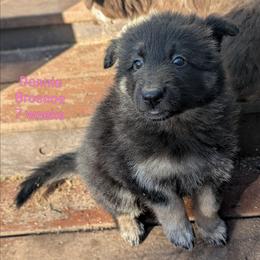 Donnie Broscoe - Black seal female German Shepherd puppy in Olean, New York from F&B Kennels