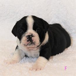 Bulldog Puppies from Sanford and Son Bulldogs