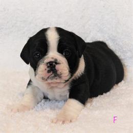 Bulldog Puppies from Sanford and Son Bulldogs