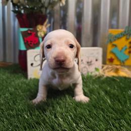 Coconut - Piebald male Dachshund puppy in Fallon, Nevada from TS Dachshunds and Corgis