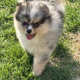 Female merle - Blue merle female Pomeranian puppy in Bourbonnais, Illinois from T & D Poms