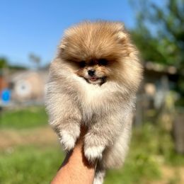 Pomeranian Puppies from Strawberry Pom Poms