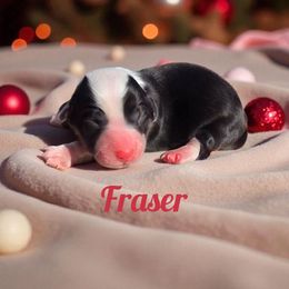 Fraser - Black and white male American Corgi puppy in Bland, Missouri from Shadey Lane Corgis