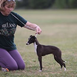 Jay Jay - Italian Greyhound