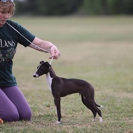 Jay Jay - Italian Greyhound