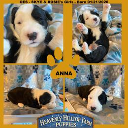 YELLOW COLLAR GIRL - Black and white female Old English Sheepdog puppy in Charlo, Montana from Heavenly Hilltop Farm