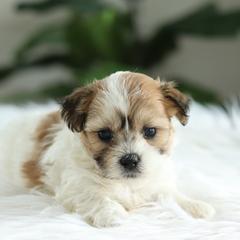 Maltipoo, Shichon, and Shihpoo Puppies from Timbercreek Puppies