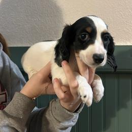 Mistletoe - Piebald female Dachshund puppy in Saint Peter, Illinois from Ashton’s Doxies of Southern IL