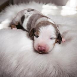 Titan - Piebald male Dachshund puppy in East Bend, North Carolina from Yadkin Valley Dachshunds