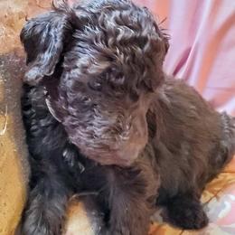 Australian Labradoodle and Poodle Puppies from Oodles of Doodles and some Poodles