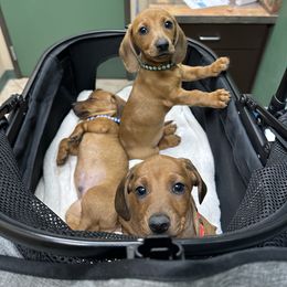 Dachshund Puppies from Harrison Farm