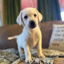 Polar - Yellow male Labrador Retriever puppy in Sweet Home, Oregon from Snowpeak English Labradors