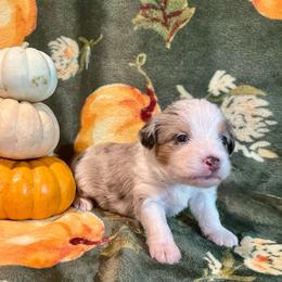 Hickory - Blue merle male Aussiedoodle puppy in York, Pennsylvania from Puppies at The Happy Acre Farm