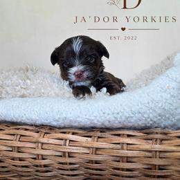 Kona - Liver male Yorkshire Terrier puppy in Jacksonville, Florida from Ja'Dor Yorkies